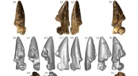 Australia Reveals Rare Sauropod Dinosaur Teeth, Offering New Insight