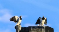 Australian Magpie-Larks Use Ventriloquial Illusion to Amplify Duet Threats