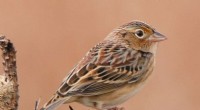 North American Birds Struggle to Adapt to Rapid Climate Shifts