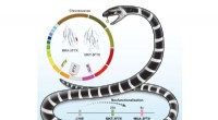 Genome Analysis of Bungarus multicinctus Enhances Insight into Krait Venom Toxins
