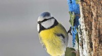 Study Reveals Climate Change Alters Blue Tit Plumage