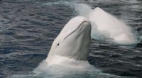 Persistent PBDE Contamination Threatens St. Lawrence River Ecosystem and Endangered Beluga Whales
