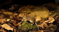 Scientists Identify Rare White‑Footed Dunnart Population in Queensland’s Wet Tropics