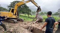 Thailand Rescue: Baby Elephant Saved from Manhole Near Royal Hills Golf Course