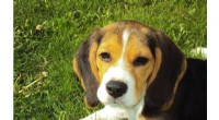 Virginia Breeding Facility to Rescue 4,000 Beagles Amid Alleged Welfare Violations