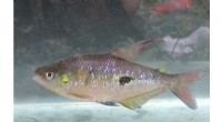 Sequencing Ecuador s Characid Genomes Unlocks Conservation Insights