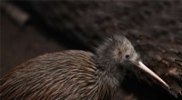 New Study Reveals How Two 30,000‑Year‑Old Volcanic Eruptions Altered the Brown Kiwi’s DNA