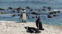 African Penguins Show Remarkable Vocal Adaptation, Study Finds