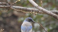 New Scrub Jay Species Identified in Texas and Mexico: Genetic Study Confirms Distinct Species