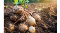 Super-Spuds Developed to Withstand Climate Change Challenges
