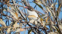 Widespread Mistletoe Decline Threatens Australian Woodland Birds, ANU Study Finds