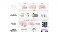 Comprehensive Spatio-Temporal Protein Mapping of the Domestic Dog Brain