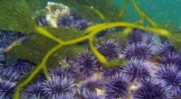 Researchers Reveal Why Purple Urchins Are Devastating California s Kelp Forests