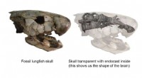 Unveiling Ancient Lungfish Brains: New Fossil Discoveries Illuminate Early Vertebrate Evolution