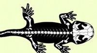 Scotland s 166‑Myr‑Old Salamander Fossil Sheds Light on Amphibian Evolution