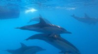 Pioneering Genomic Survey of Australian Common Dolphins Reveals Conservation Insights