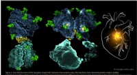 New Cryo-EM Structures of Angiotensin‑Converting Enzyme Reveal Targets for Improved Heart Disease Therapies