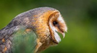 Johns Hopkins University Gains Permission to Continue Barn Owl Studies After PETA Legal Challenge