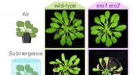 Oxygen Deficiency and Protein Folding: Insights from Arabidopsis Flooding Studies