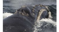 NOAA to Review Expansion of Critical Habitat for North Pacific Right Whales