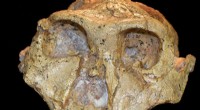 Accurate Fossil Record Analysis for Human Evolution