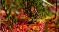 Carnivorous Plants: Turning Defense into Their Most Powerful Offense
