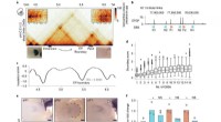 Unveiling DNA Boundary Mechanisms: Impact of CBS Deletions on Genomic Architecture