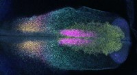 King s Study Reveals Sox8 Gene Drives Ear Formation in Early Embryonic Development