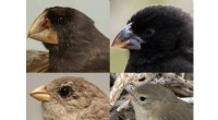 28 Gene Regions Found to Drive Rapid Evolution of Darwin’s Finches