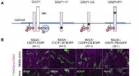 New Insights into Epithelial Cell Transformation: CDCP1 Drives Basal Delamination via Src Activation