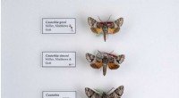 Scientists Discover Three of the Smallest Hawk Moths in The Bahamas