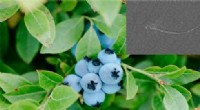 Nanocellulose Enhances Wild Blueberry Yield When Used With Leaf Fertilizer – New U. Maine Study