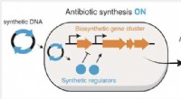 Unlocking Silent Genes: A CRISPR Breakthrough for Novel Antibiotics