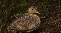 Plains Wanderer Population Surge Signals New Hope for Critically Endangered Bird