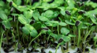 Researchers Identify Microgreens’ Susceptibility to Foodborne Pathogens