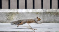 UK Considers Contraceptives to Control Invasive Grey Squirrels