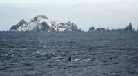 Massive Fin Whale Gatherings Signal Hope for Ocean Giants