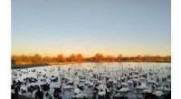 Swans Trade Rest for Feeding Spots, Study Finds Aggressive Behavior