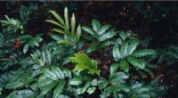 Unveiling Seven Stunning New Fern Species in Tropical American Rainforests