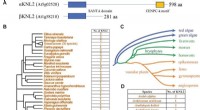Scientists Identify and Classify the KNL2 Gene, Key Driver of Cell Division, Across Major Plant Lineages