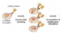 Innovative Technique Boosts Protein Yield in Pichia pastoris Yeast Strains