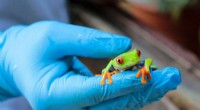 Exporting Exotic Pets: Nicaragua s Journey of Frogs & Spiders to the U.S.