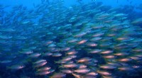 Top 15 Emerging Threats to Ocean Biodiversity: Expert Forecasts for the Next Decade