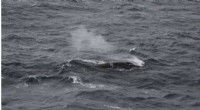 Fin Whale Populations Surge as Antarctic Feeding Grounds Revive