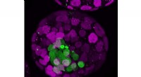Early Embryo Drives Development: How the First Cells Guide Placenta Formation