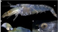 Snapping Shrimp Use Orbital Hood to Deflect Powerful Shockwave Blasts