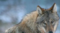 Scientists Warn Against Swedish Parliament s Proposed Wolf Population Reduction