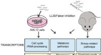 New Study Reveals Long Non‑Coding RNA LL35 Controls Glucose and Lipid Metabolism