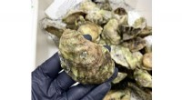 Study Reveals Perpetual Chemical Contamination in Florida Oysters