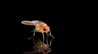 Rochester Study Reveals Segregation Distorter: A Selfish Gene That Skews Inheritance in Fruit Flies
